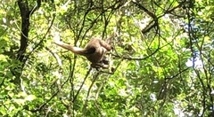 Brachyteles arachnoides