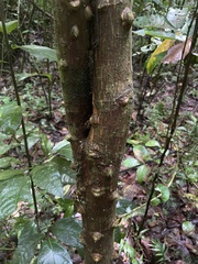 Erythrina poeppigiana