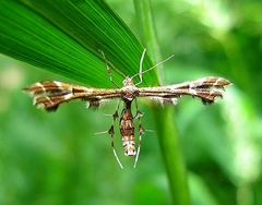 Oxyptilini
