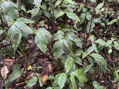 Mickelia pergamentacea