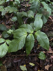 Mickelia pergamentacea