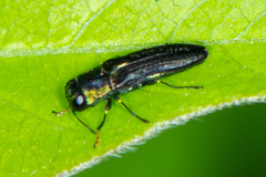 Agrilaxia flavimana