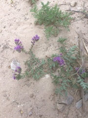 Phacelia popei