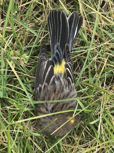 Yellow-rumped Warbler photographed in Vermont
