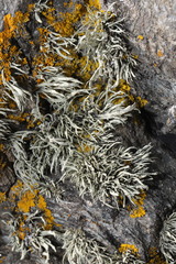 Ramalina siliquosa