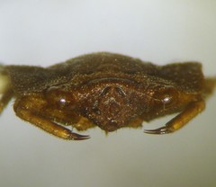 Nerthra praecipua