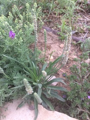 Plantago wrightiana
