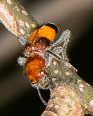 Enoclerus ichneumoneus