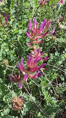 Astragalus monspessulanus monspessulanus