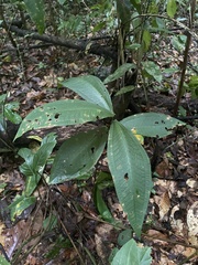 Miconia impetiolaris