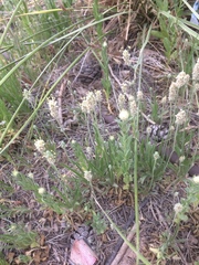 Plantago wrightiana