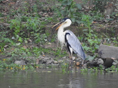 Ardea cocoi