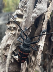 Ceroplesis capensis