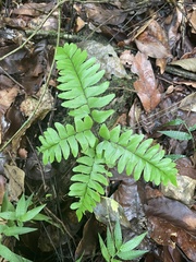 Adiantum latifolium