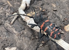 Ceroplesis capensis