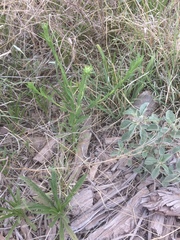 Xanthisma texanum drummondii