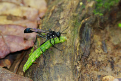 Eremnophila