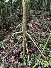 Cecropia schreberiana