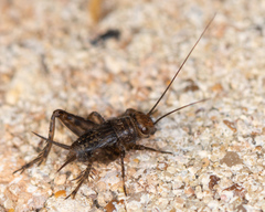 Neonemobius mormonius