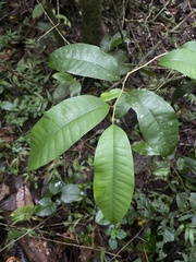 Chrysophyllum argenteum