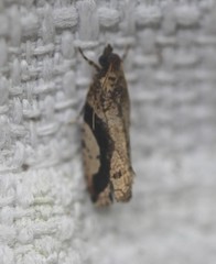 Statherotis pendulata