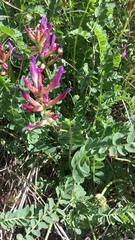 Astragalus monspessulanus monspessulanus