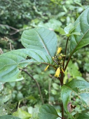 Hamelia axillaris