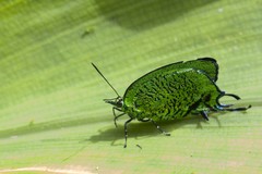 Arcas imperialis