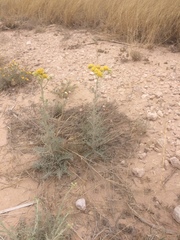 Hymenopappus flavescens