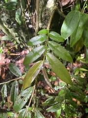 Marcgravia rectiflora