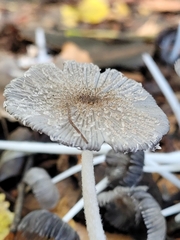 Coprinopsis lagopus