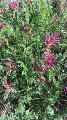 Astragalus monspessulanus monspessulanus