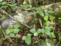 Cissus obovata