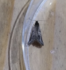 Exapate congelatella