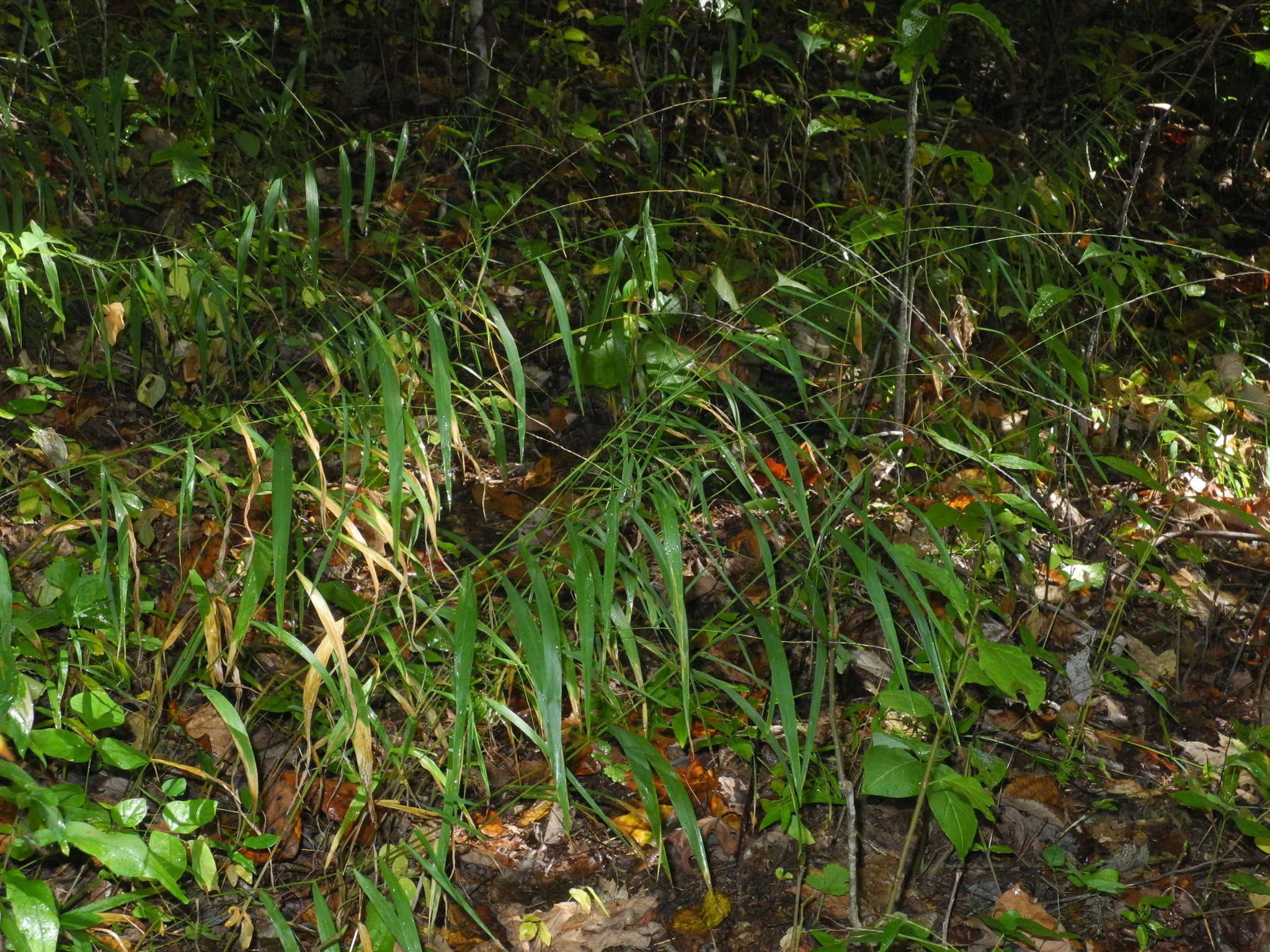 Muhlenbergia tenuiflora