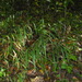 Muhlenbergia tenuiflora - Photo (c) Michael J. Papay, algunos derechos reservados (CC BY), subido por Michael J. Papay