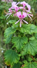 Pelargonium greytonense