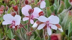 Pelargonium ovale