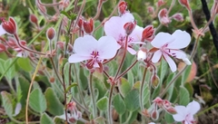 Pelargonium ovale