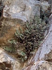 Myriopteris parryi