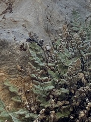 Myriopteris parryi