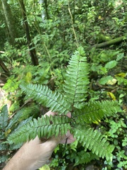 Adiantum tetraphyllum