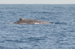 Berardius bairdii