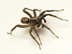 Venatrix australiensis