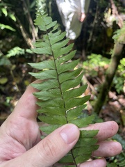Adiantum tetraphyllum