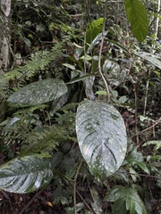 Philodendron lingulatum