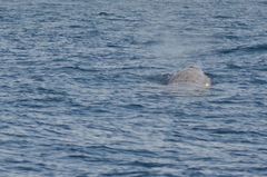 Berardius bairdii