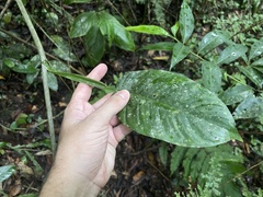 Philodendron lingulatum