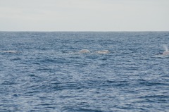 Berardius bairdii