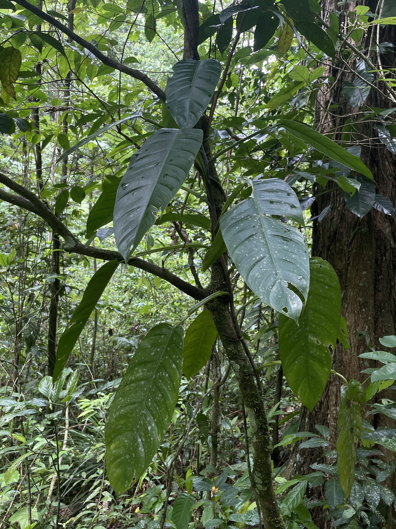Philodendron lingulatum